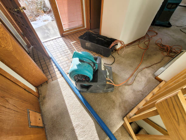 Best Professional water damage repair  in Crittenden, KY